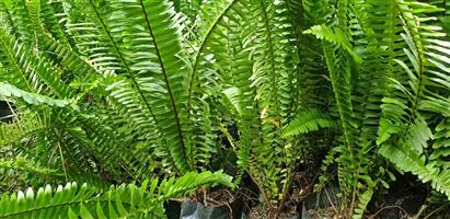 Boston fern