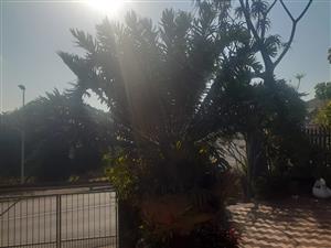 Cycad for sale  