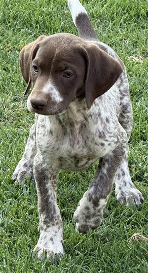 Registered German Shorthaired Pointer puppies 