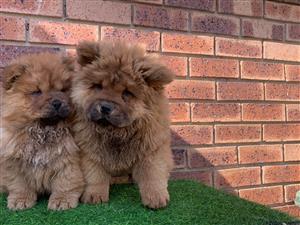 Gorgeous Chow chow puppies available