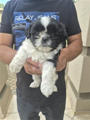 Shih Tzu Puppy