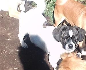 Pekingese x jack Russell 