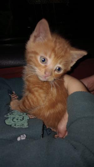 Kittens for sale 