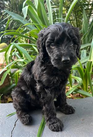 Doodles - Giant Schnoodles (Schnauzerdoodles)