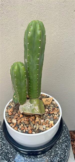 Sanpedro cactus in a white ceramic pot