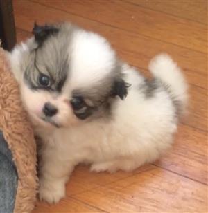 Pekingese puppies 