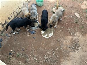 German sherpard puppies for sale 