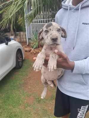 Male Great Dane puppies 