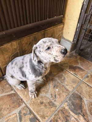 Great Dane