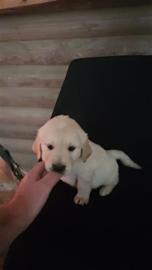 Beautiful Golden Retriever puppies available 