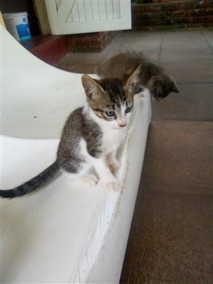 Kittens for sale 