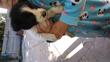 Border collie pups