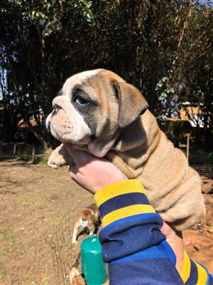 Gorgeous English bulldog puppies available