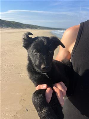 German Shepherd and Border Collie puppies for sale