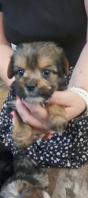 Yorkshire terrier babies 