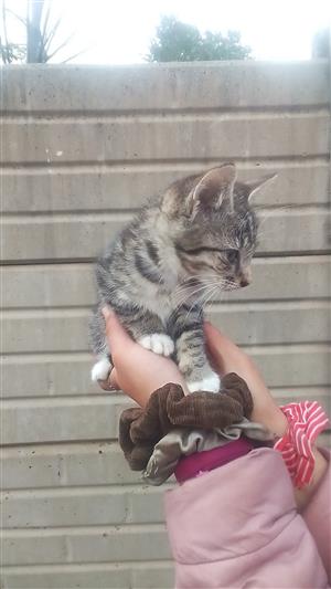 Lovable baby kittens for sale 