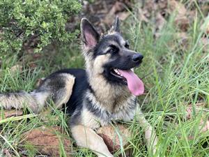 German Shepherd Puppies In All Ads In Gauteng Junk Mail