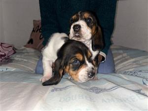 Basset Hound Puppies 