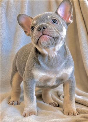 Exotic French Bulldog Puppies