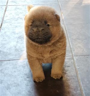 purebred chow puppies
