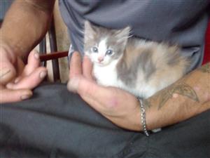 long haired females Cat