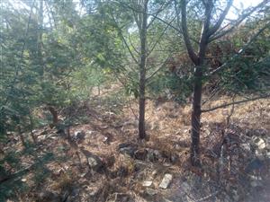 Vacant Land Residential For Sale in Bassonia