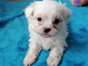 Maltese puppies