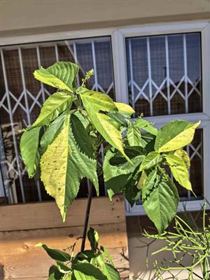Acalypha Java White in 10L bags  (2 available)