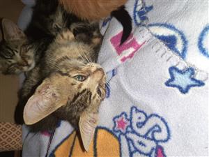 Cute kittens 