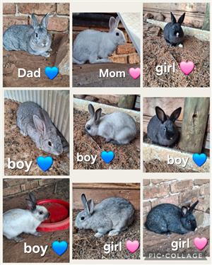 Rabbits for sale