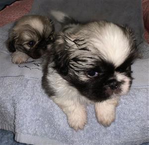 Pekingese puppies