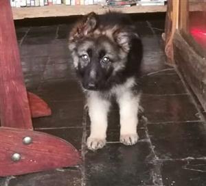German Shepherd Puppies Long Hair 11 Weeks Old Junk Mail