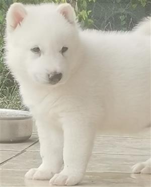 1x MALE HUSKY PUP IN KLERKSDORP AREA