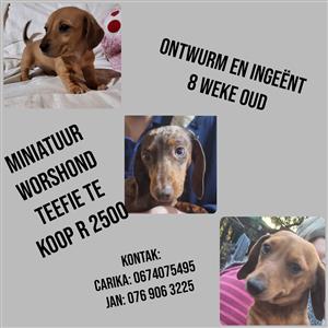 Miniature dachshund puppies for sale 