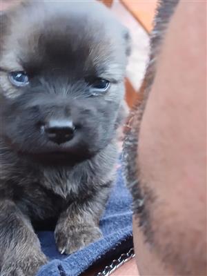 Chow chow pups