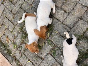 5 month old Jack Russel Puppies for sale