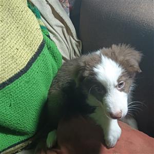 Purebred brown and white  Border Collie pup for sale