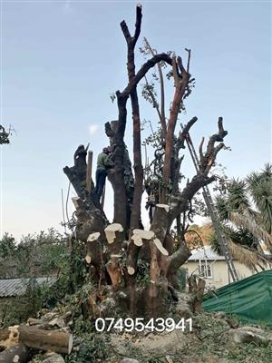 Good Tree cutter
