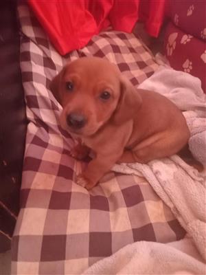 JACKHUND PUPPY