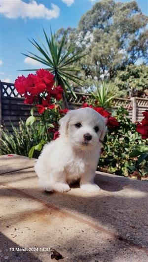 Miniature Maltese Poodle puppie