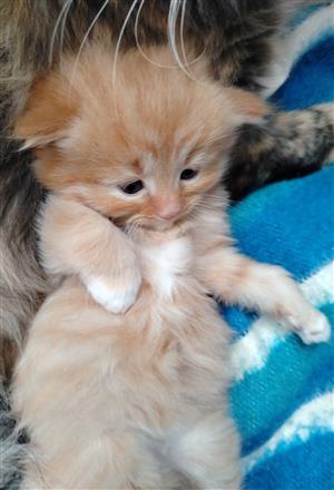 Persian and exotic persian kittens for sale 