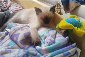 Siamese male kitten available 