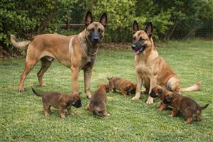 Belgian malinois registered 