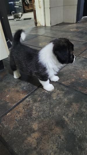 Corgi puppy