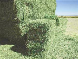 A Grade Lucerne Hay 25kg Bales