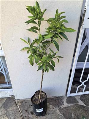 Fruit-bearing Grafted Established Esbal Naartjie Trees 