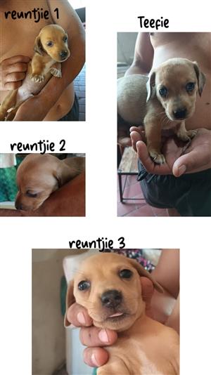 Mianture daschhund puppies for sale