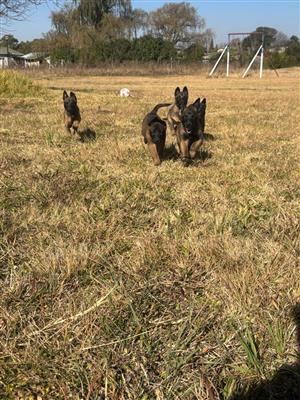 Belgian Malinois