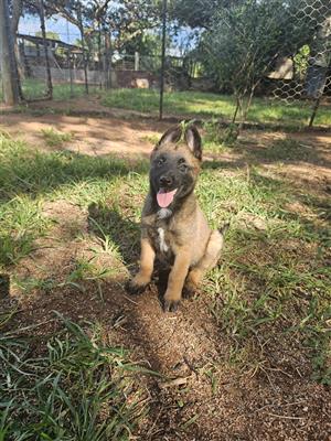 Dutch shepherd/Belgian malinois puppies 