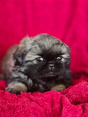 Pekingese Puppies